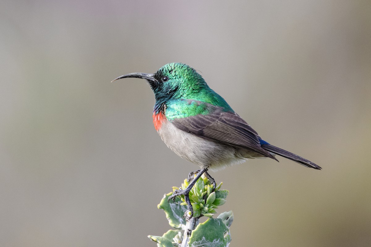 ミナミゴシキタイヨウチョウ - ML633151259
