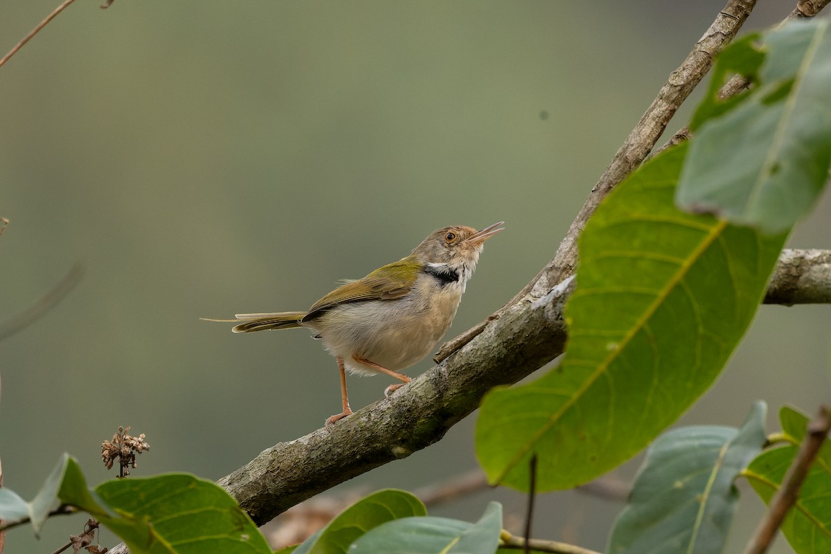 Common Tailorbird - ML633151286