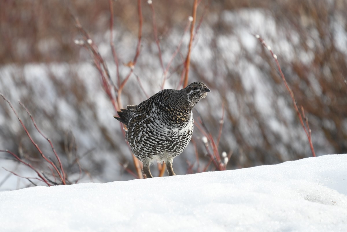Spruce Grouse (Spruce) - ML633151291