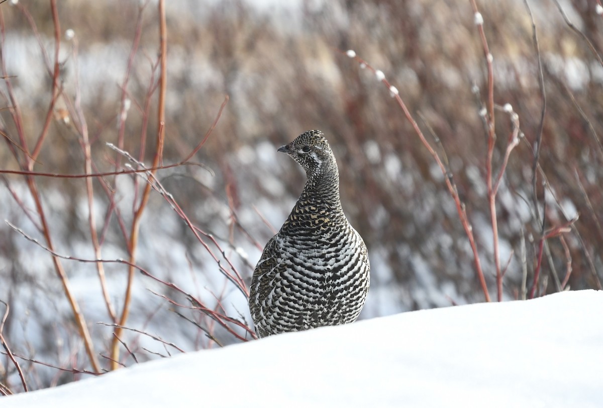 Spruce Grouse (Spruce) - ML633151292