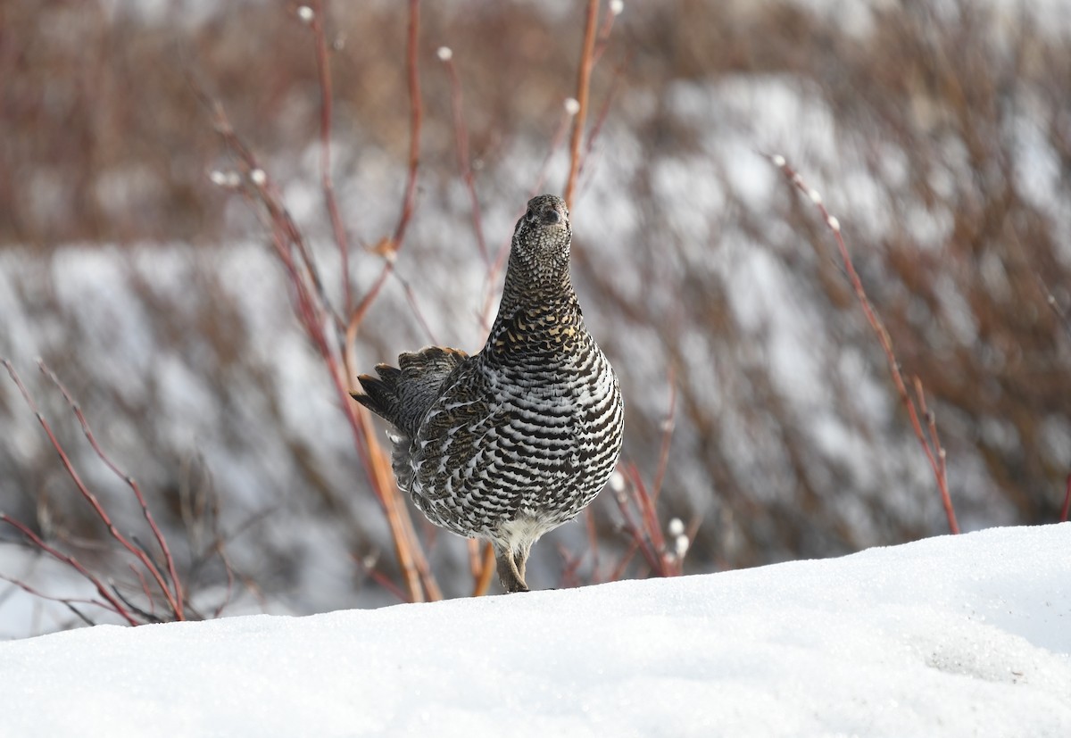 Spruce Grouse (Spruce) - ML633151293