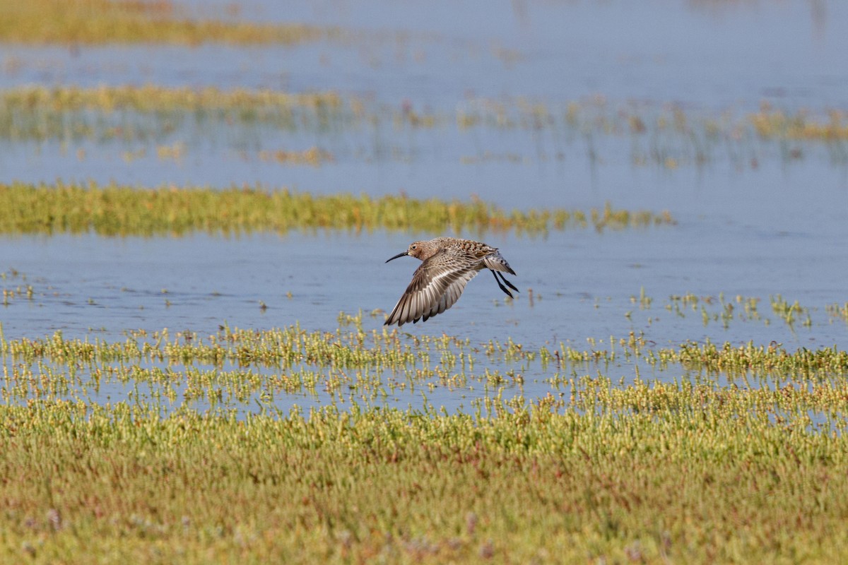 サルハマシギ - ML633151341