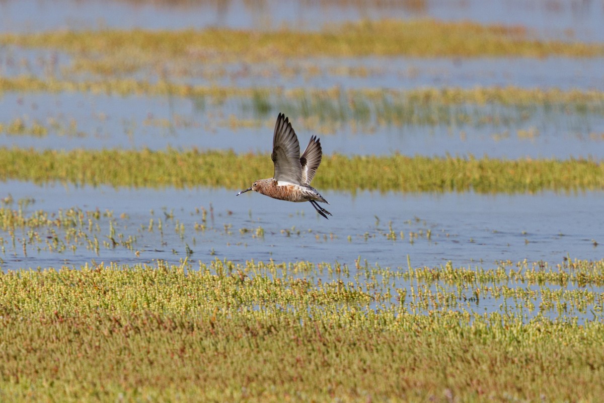 サルハマシギ - ML633151342