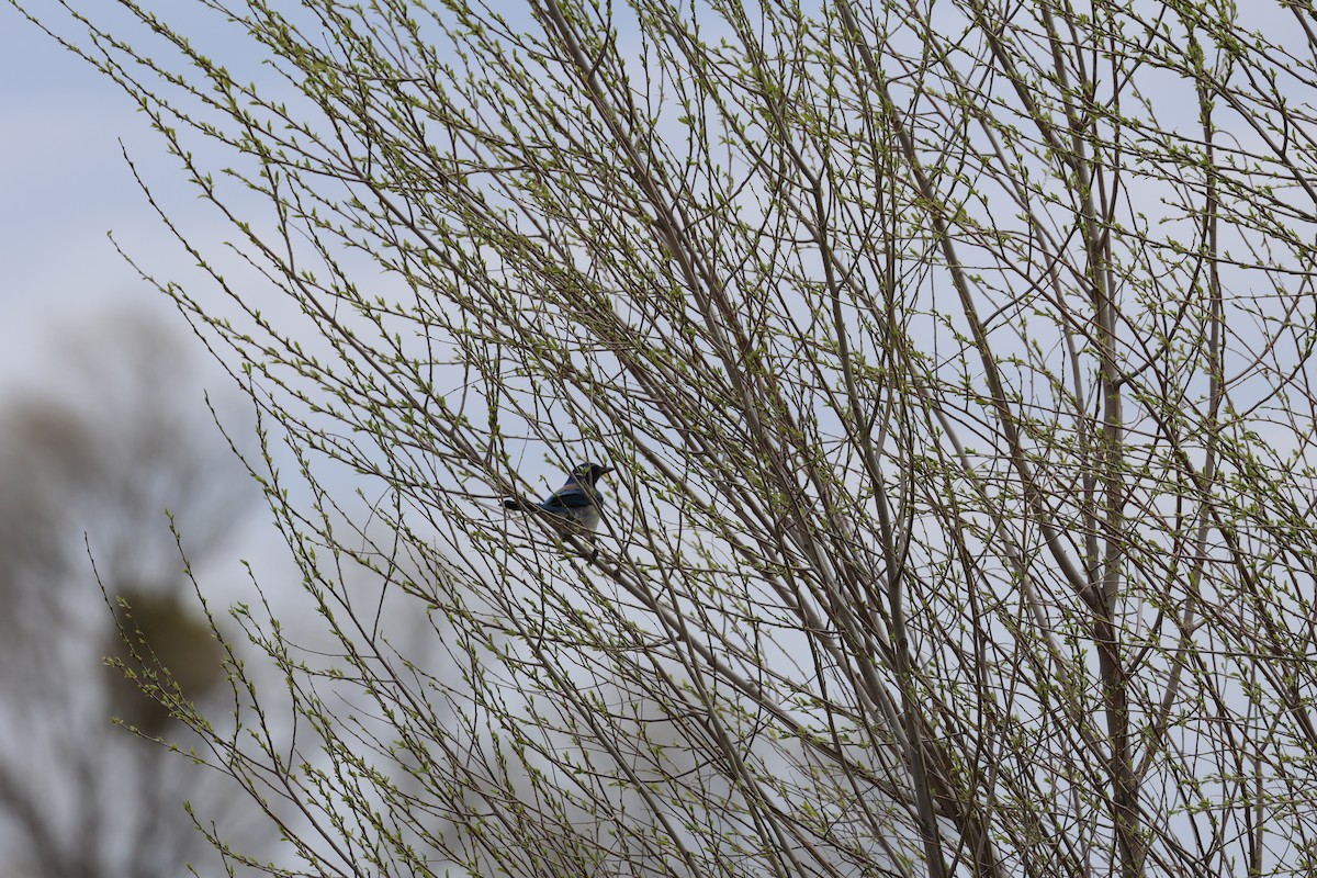 Batılı Mavi Ardıç - ML633151376