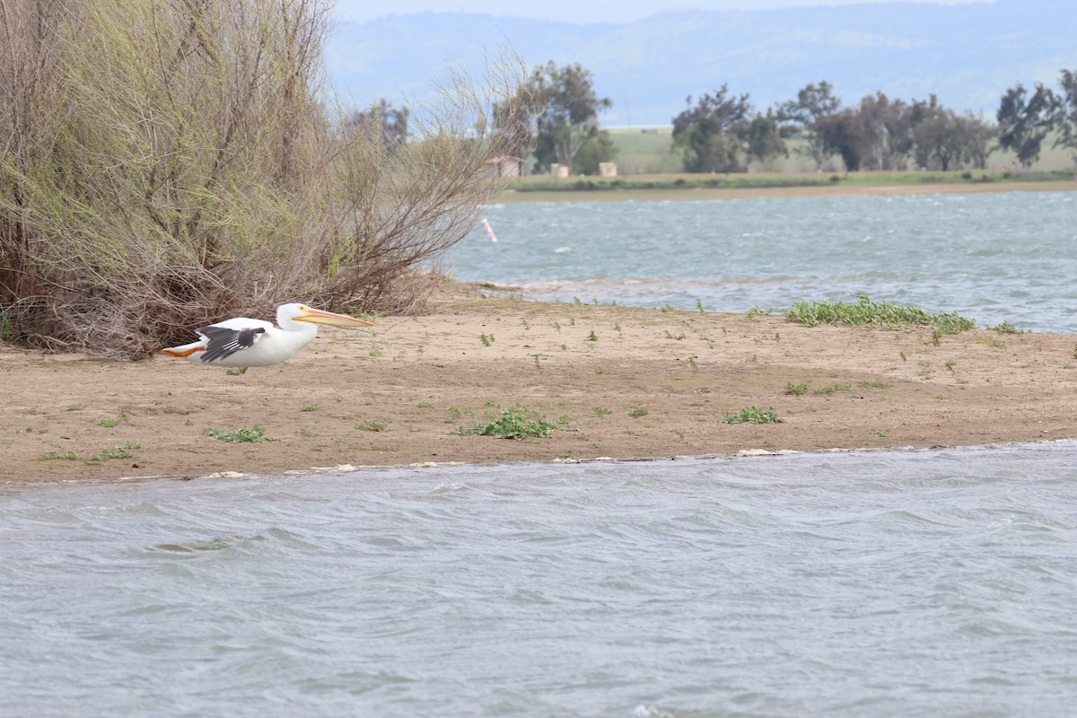 Amerika Pelikanı - ML633151406