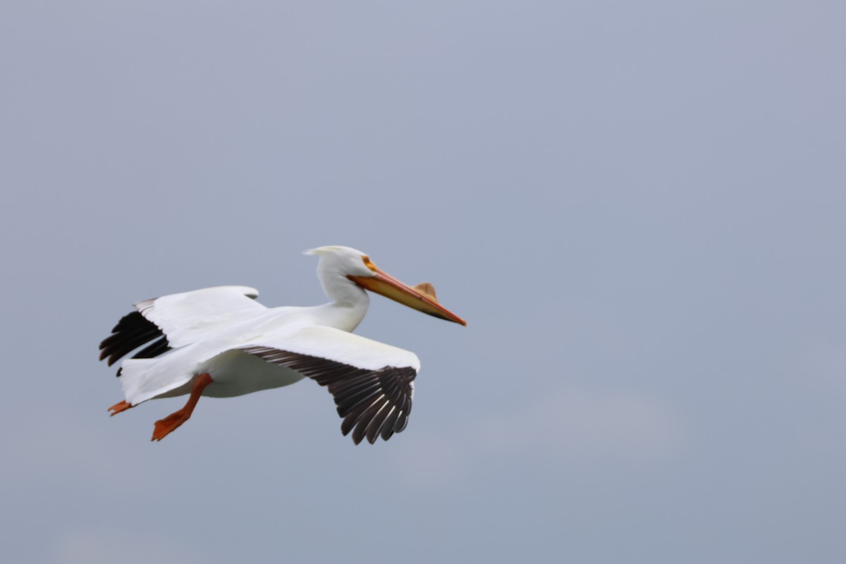 Amerika Pelikanı - ML633151419