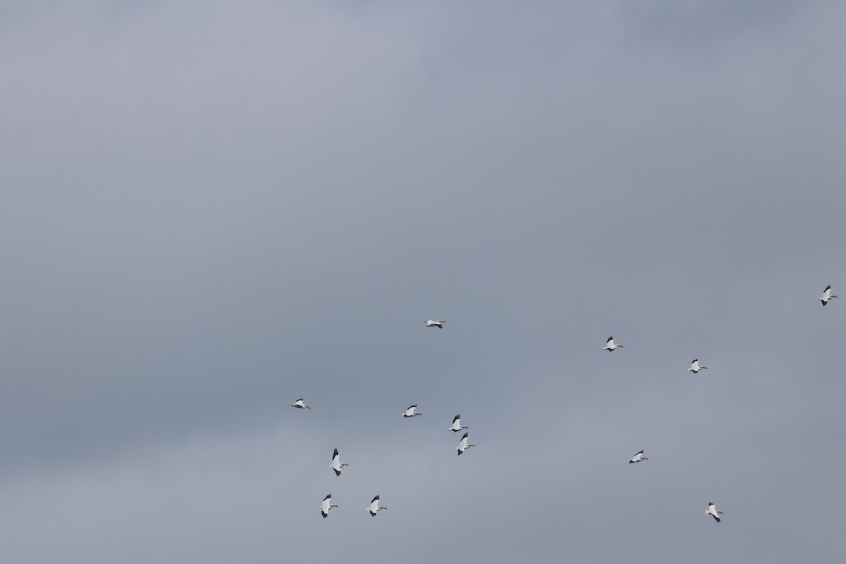 Amerika Pelikanı - ML633151420