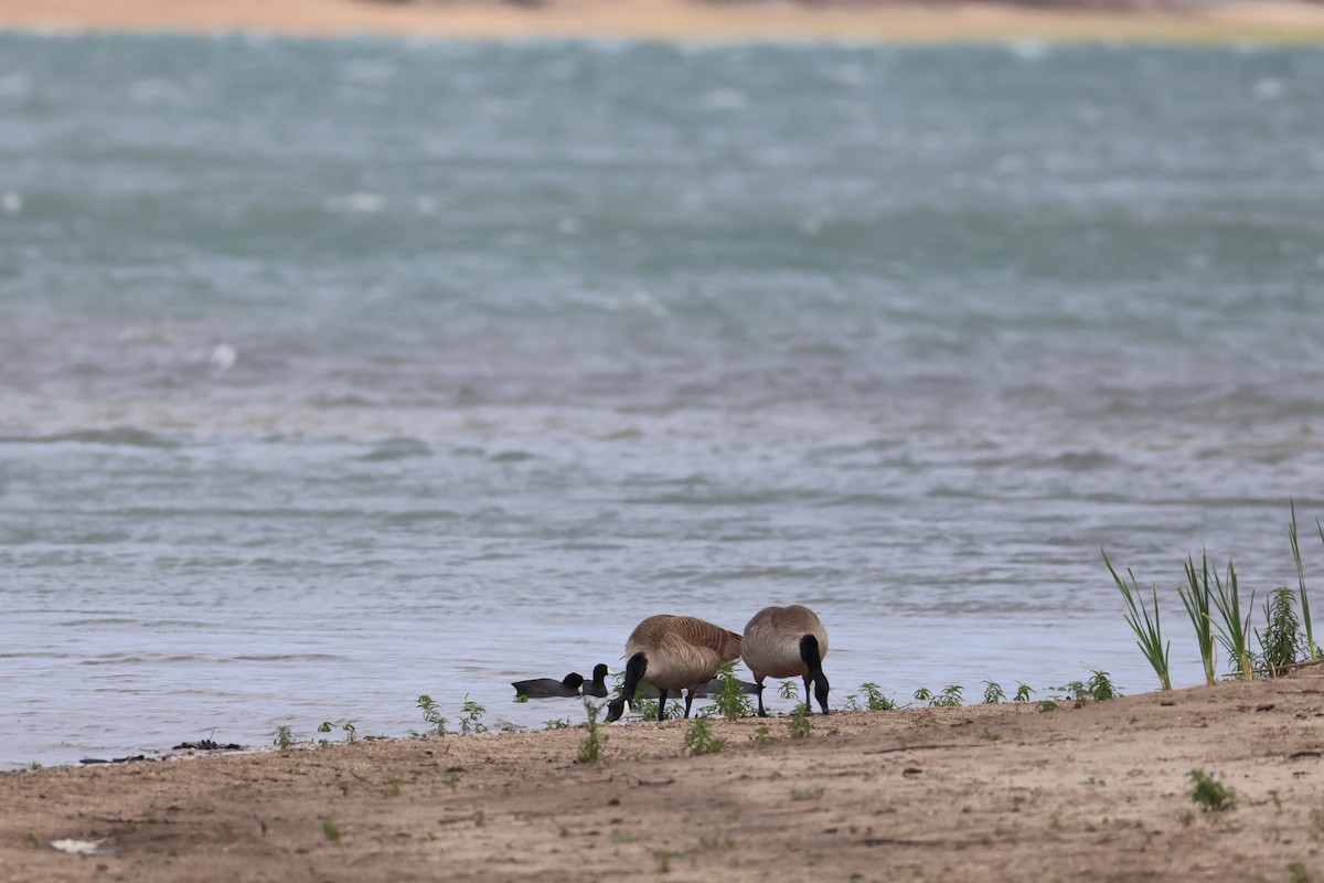 Kanada Kazı - ML633151432