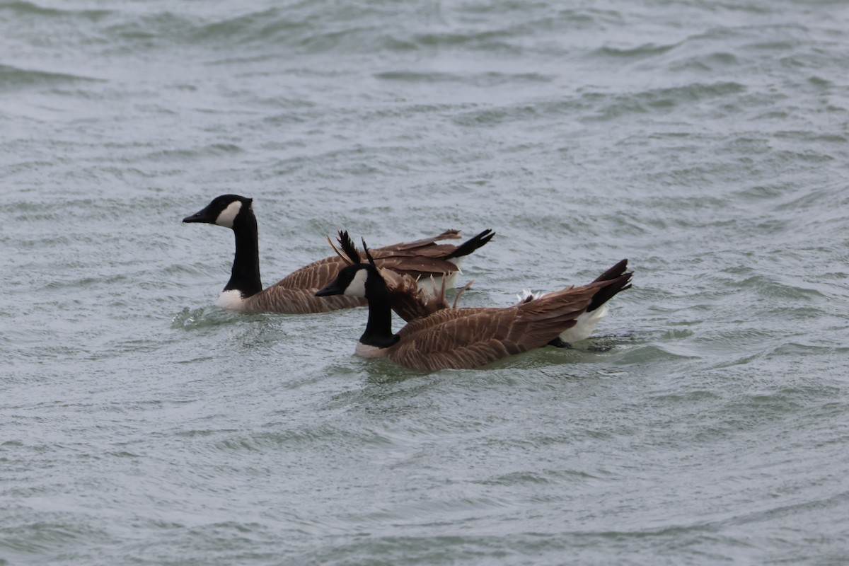 Kanada Kazı - ML633151437