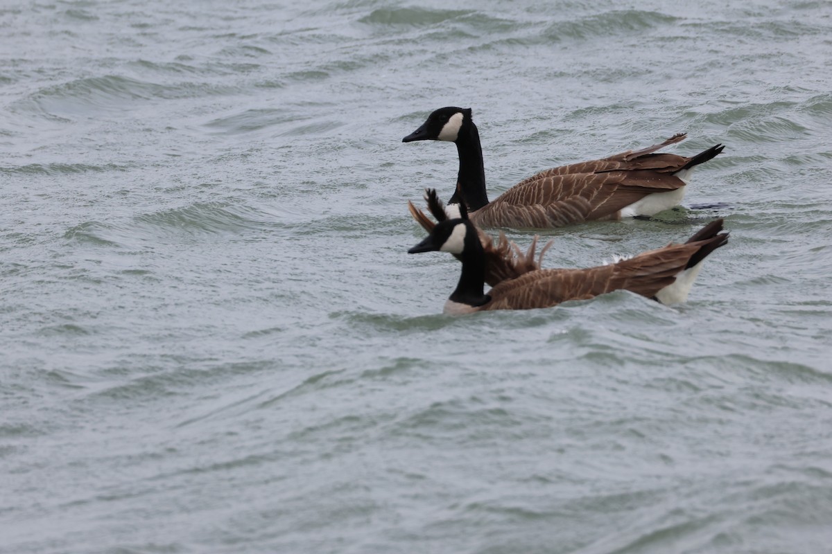 Kanada Kazı - ML633151445