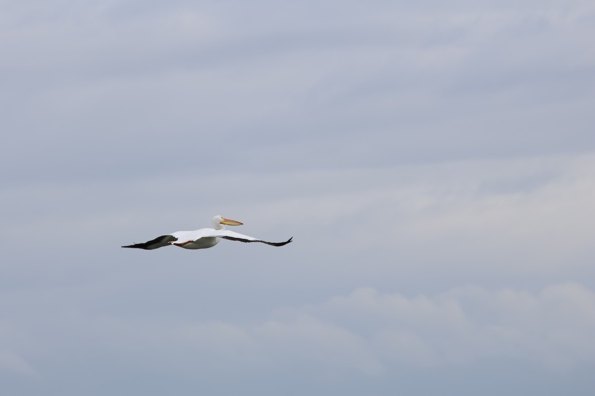 Amerika Pelikanı - ML633151453