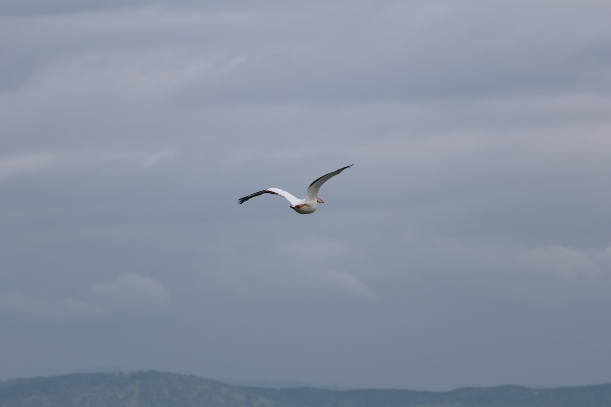 Amerika Pelikanı - ML633151454