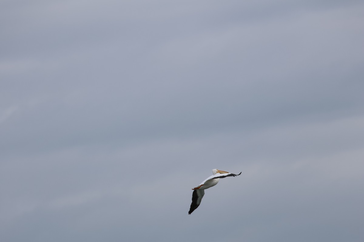 Amerika Pelikanı - ML633151455