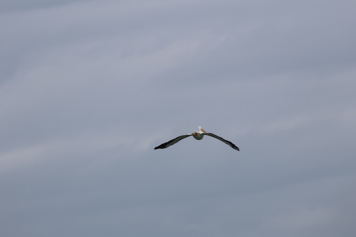 Amerika Pelikanı - ML633151456