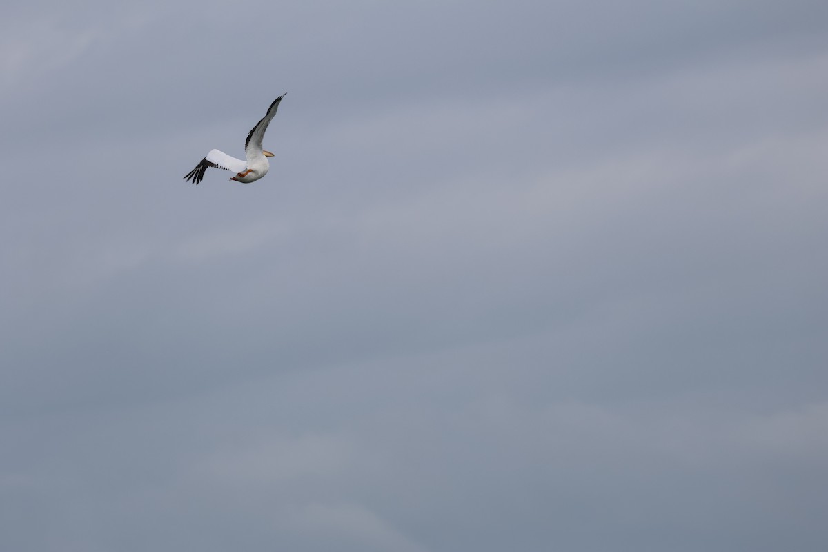 Amerika Pelikanı - ML633151457