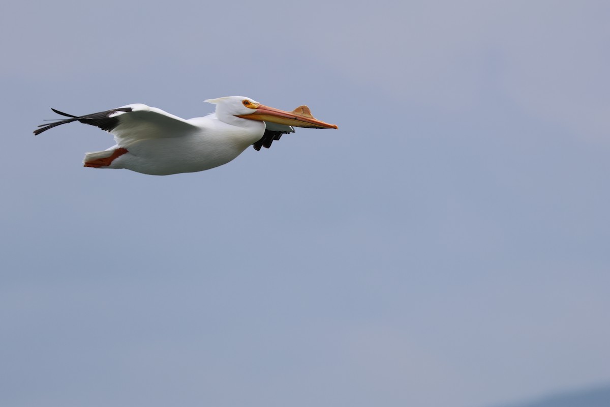 Amerika Pelikanı - ML633151458