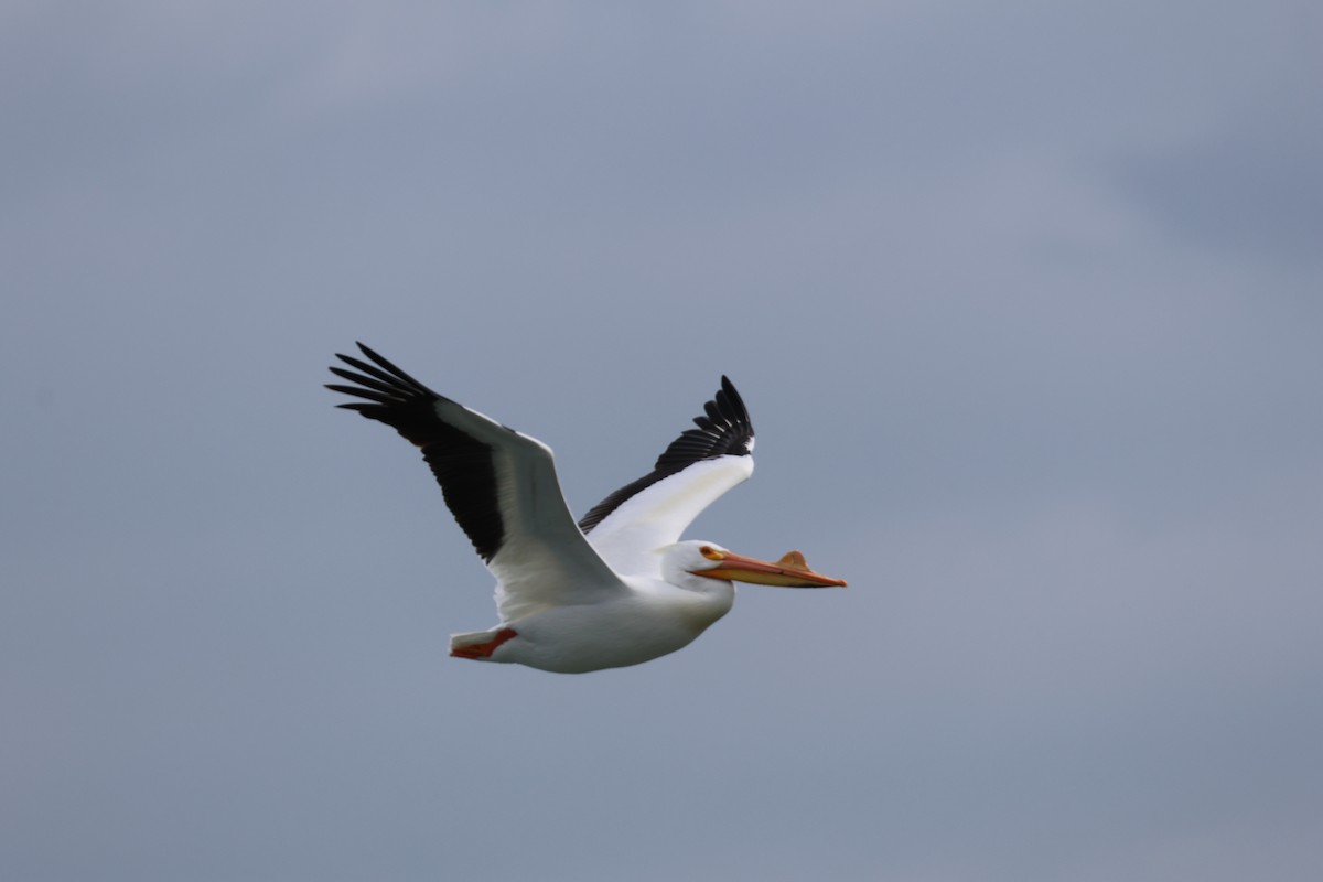 Amerika Pelikanı - ML633151459