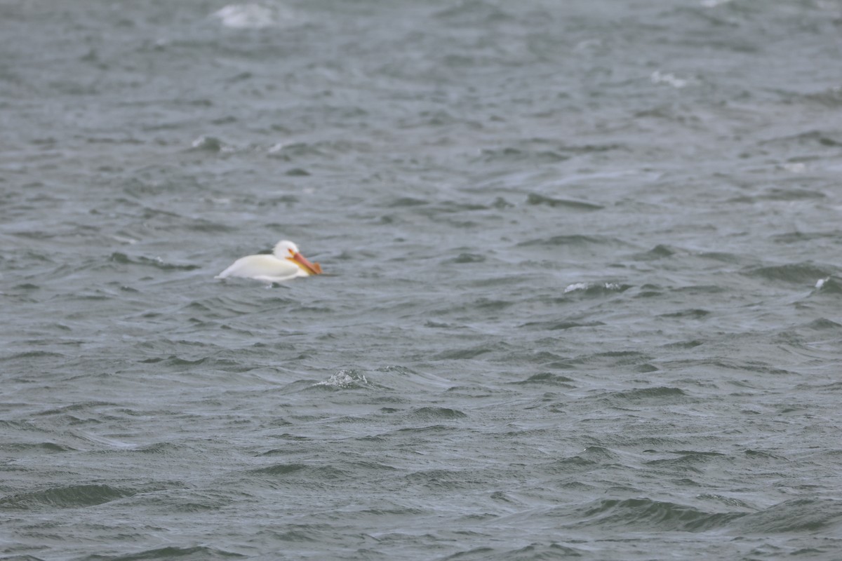 Amerika Pelikanı - ML633151460