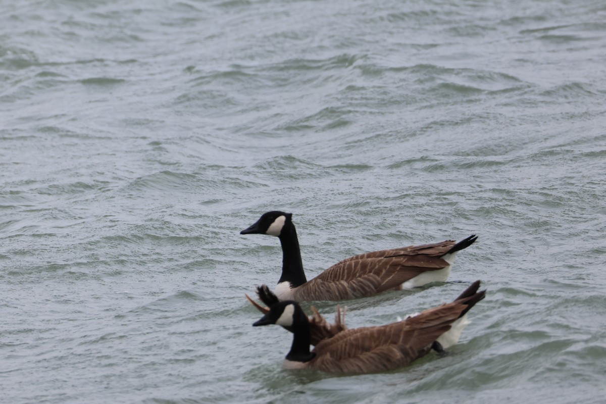 Kanada Kazı - ML633151462