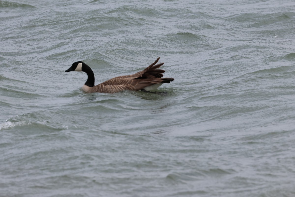 Kanada Kazı - ML633151463