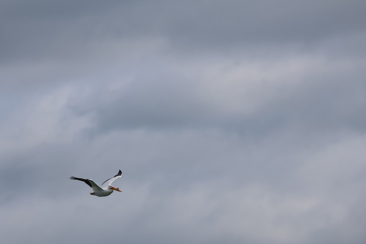 Amerika Pelikanı - ML633151466