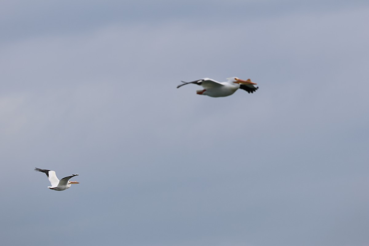 Amerika Pelikanı - ML633151467