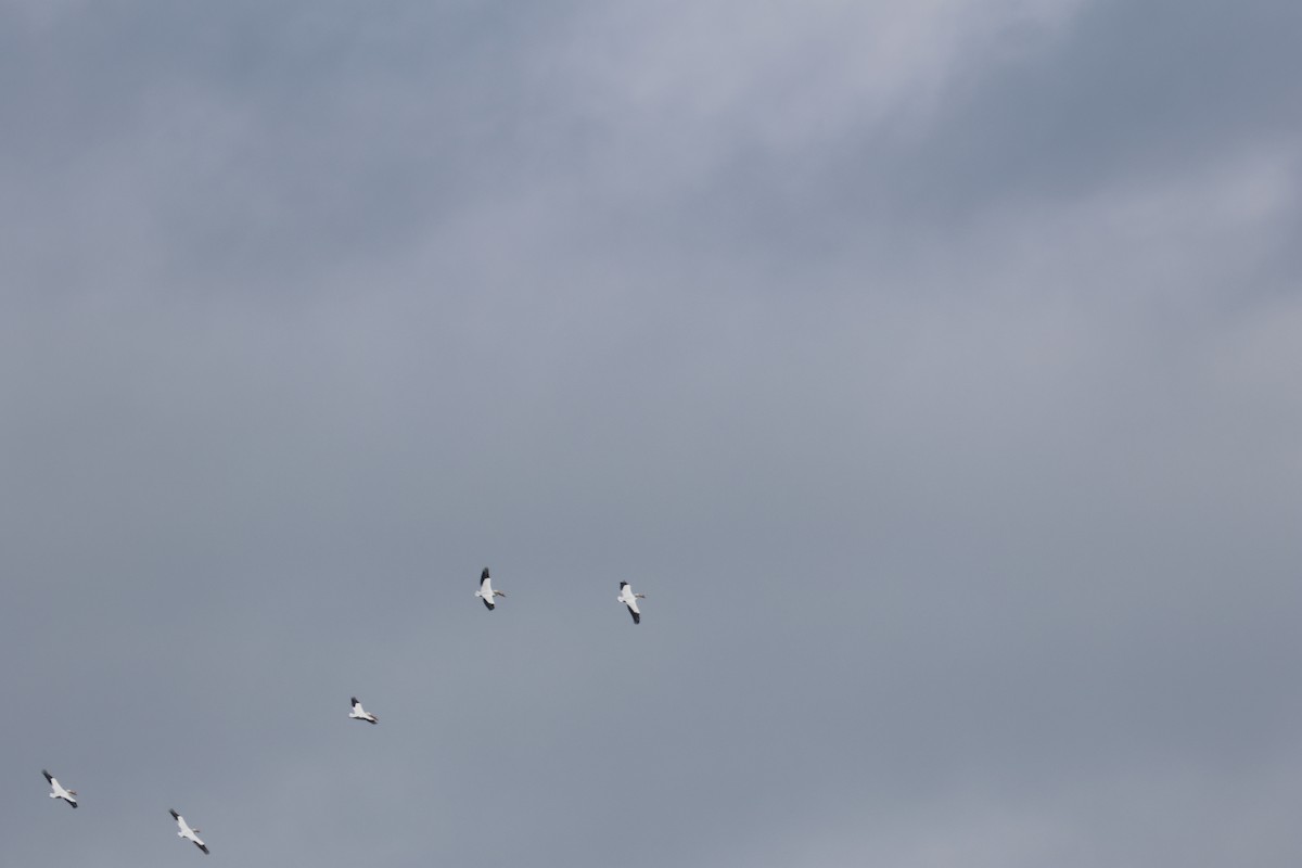 Amerika Pelikanı - ML633151468