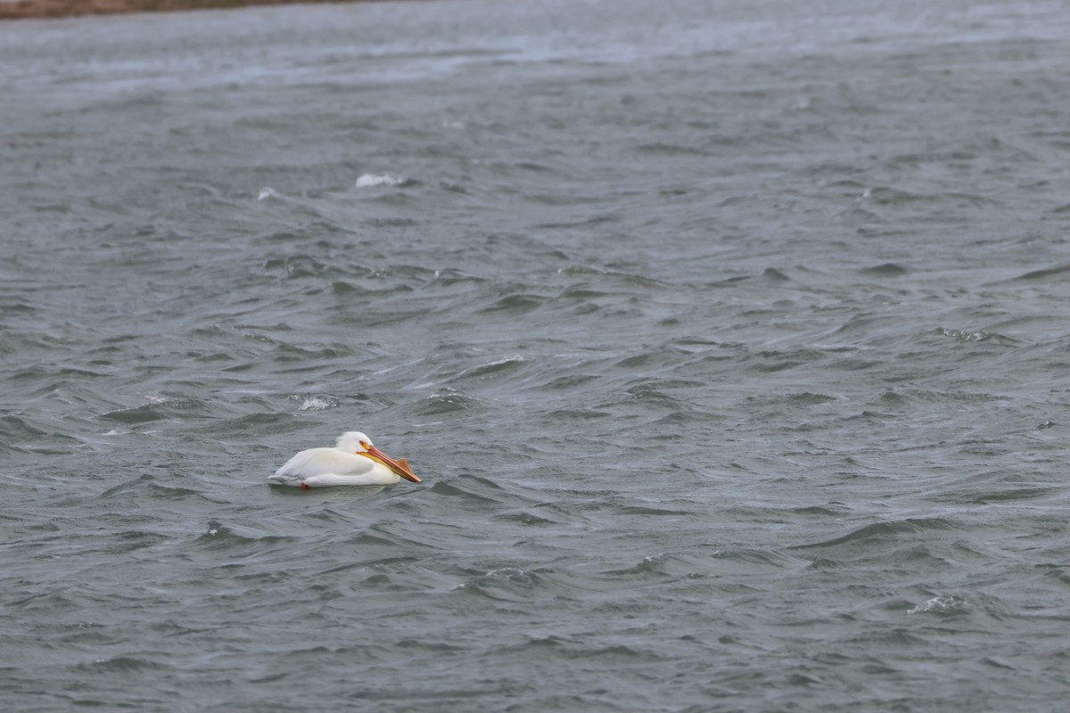 Amerika Pelikanı - ML633151469