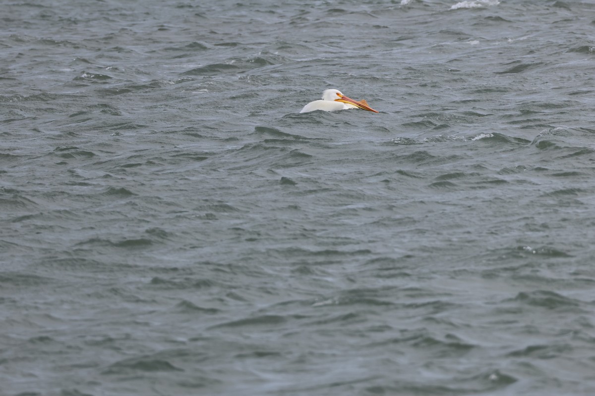 Amerika Pelikanı - ML633151471