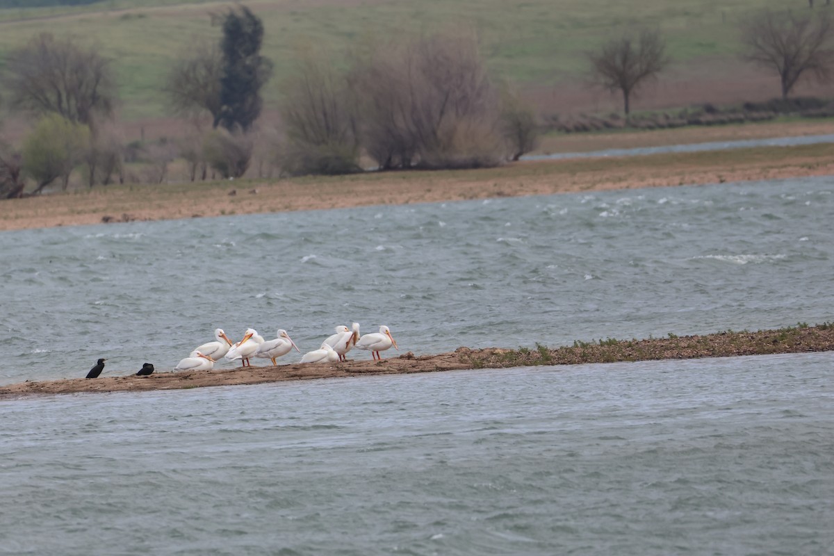 Amerika Pelikanı - ML633151472