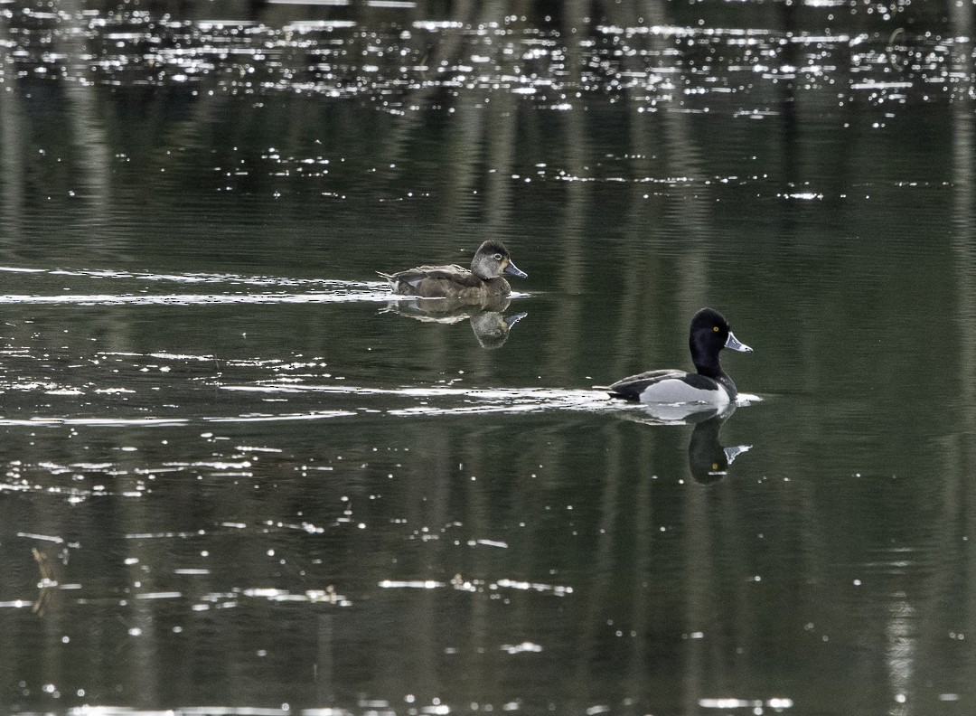 Ring-necked Duck - ML633151485