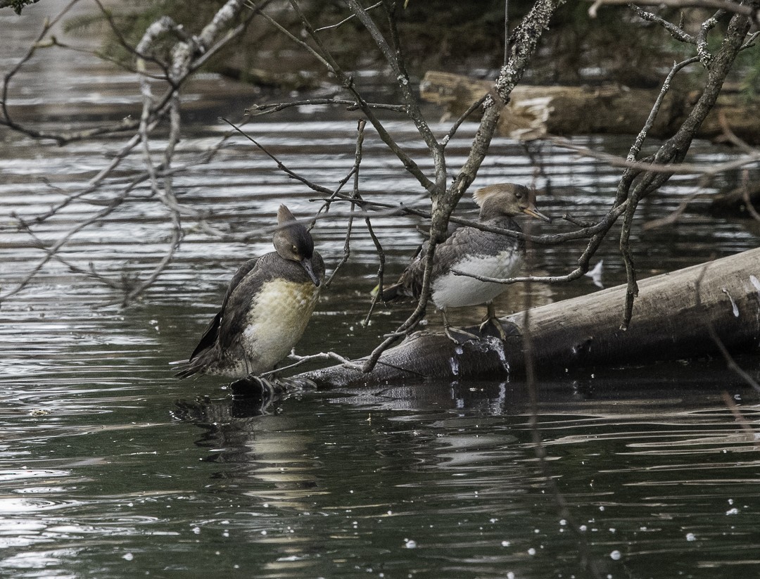 Hooded Merganser - ML633151487