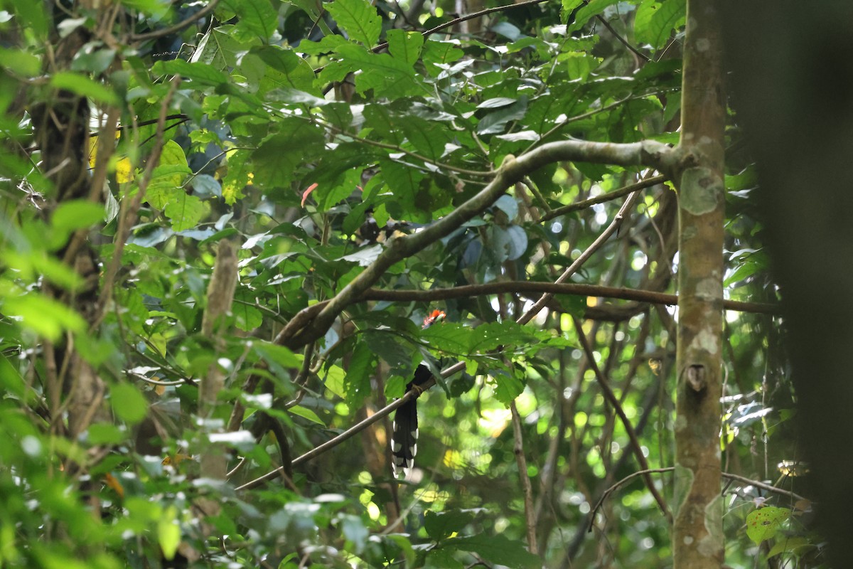 Red-crested Malkoha - ML633151804