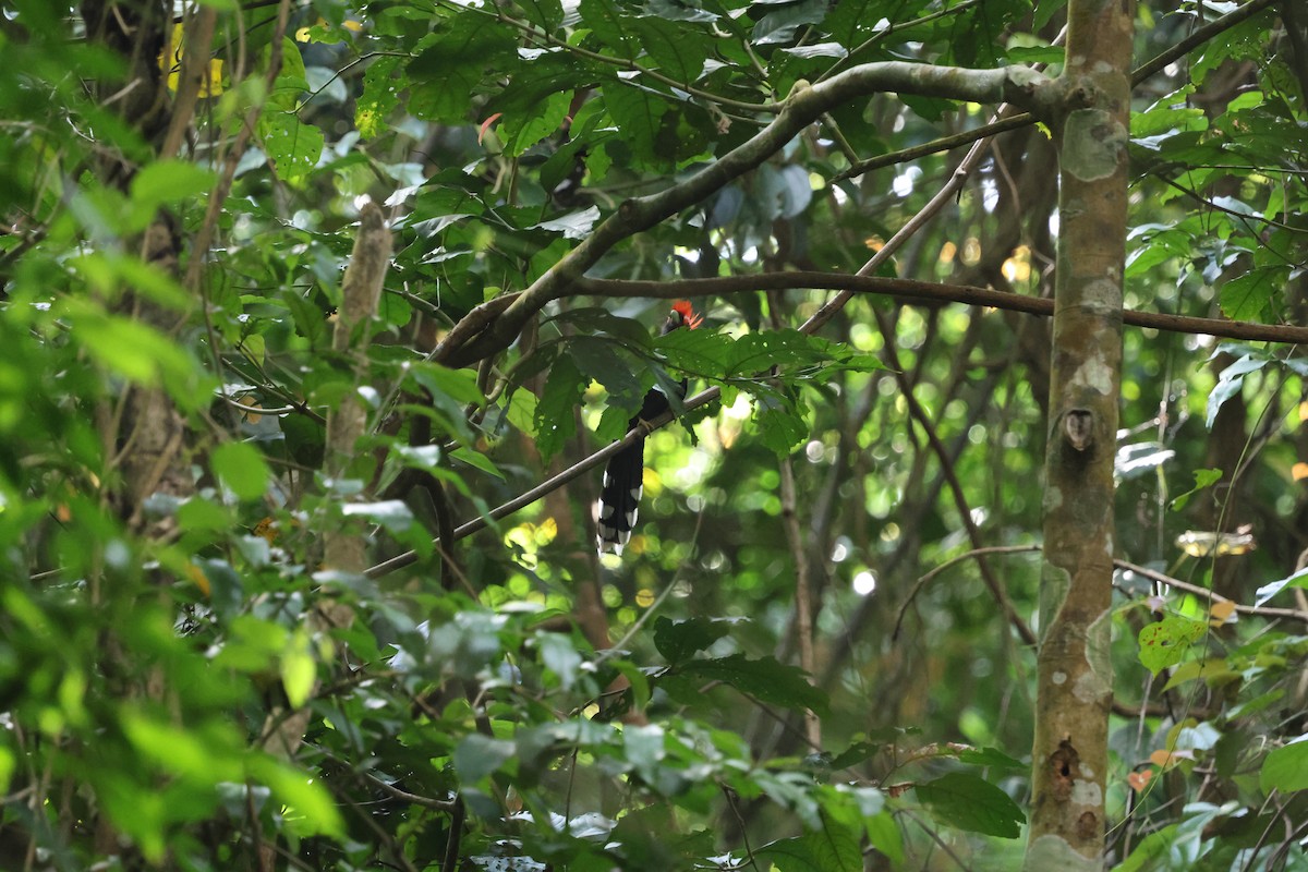 Red-crested Malkoha - ML633151805