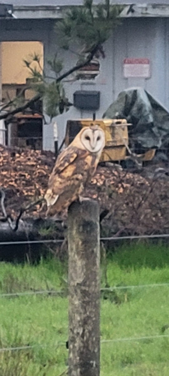 American Barn Owl - ML633151936