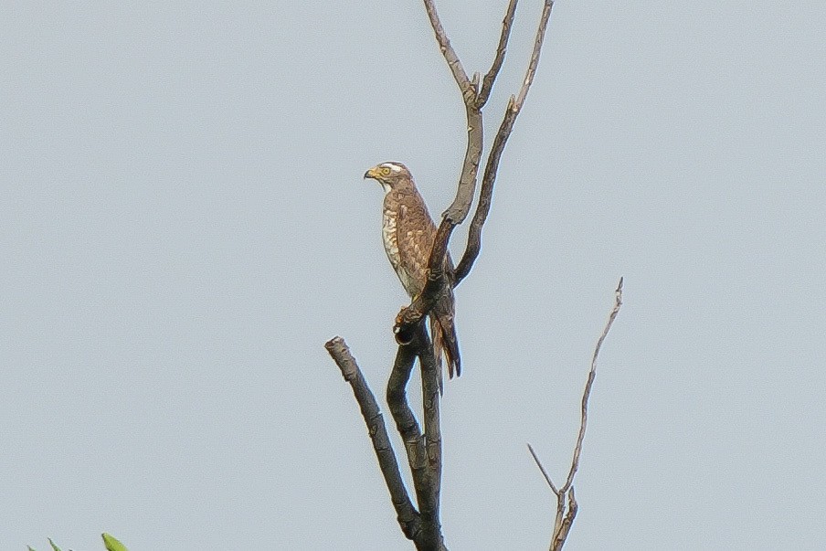 Gray-faced Buzzard - ML633151970