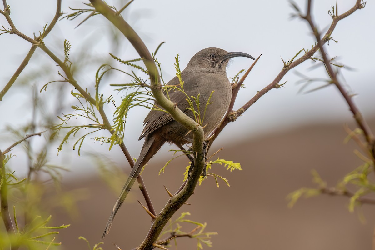 Crissal Thrasher - ML633151980