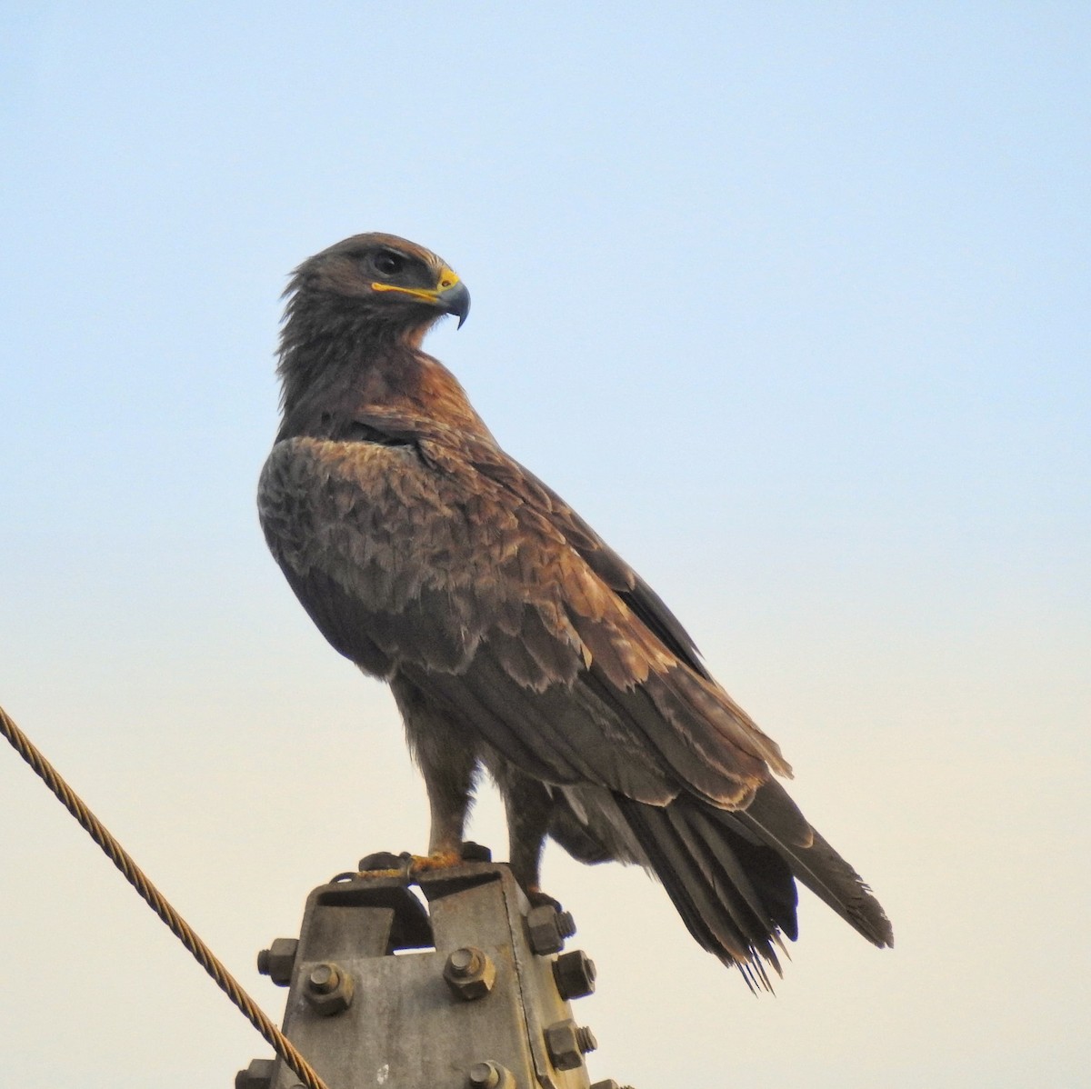 orel indický - ML633151998