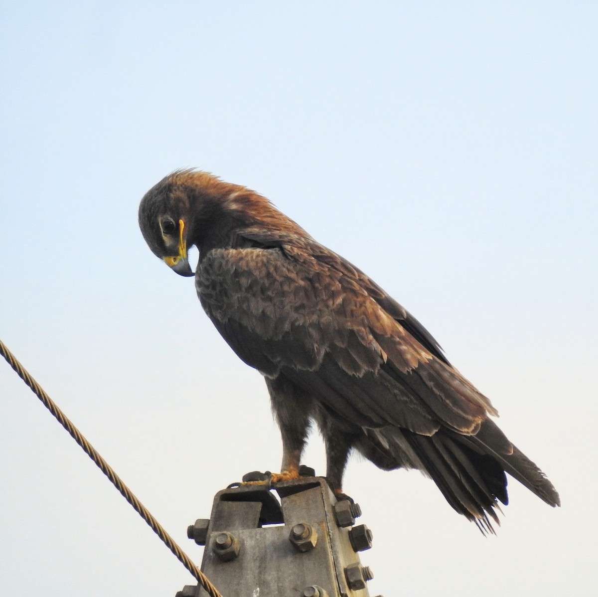 orel indický - ML633151999