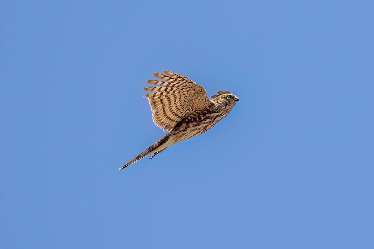 Sharp-shinned Hawk - Joshua Stacy