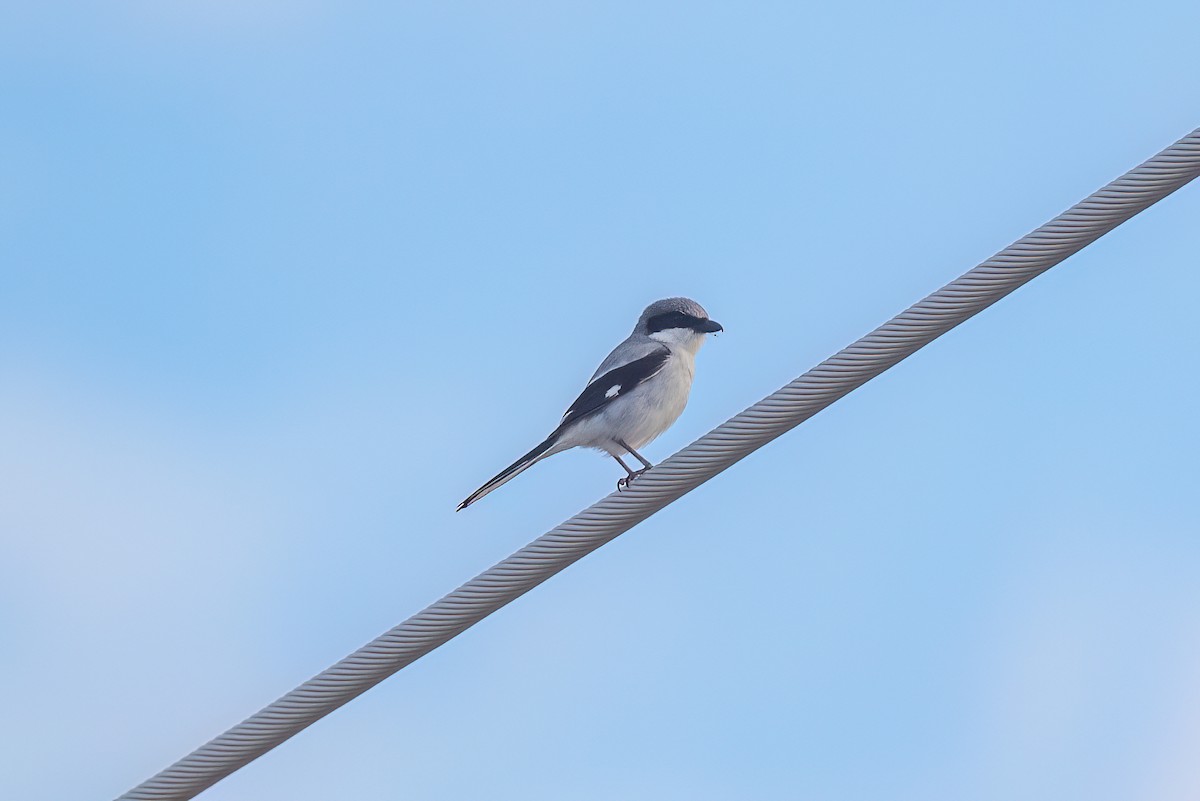 Loggerhead Shrike - ML633152055