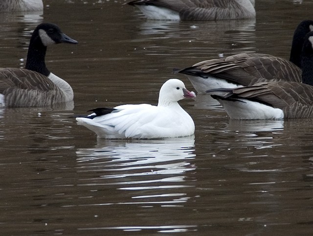 Ross's Goose - ML63315211