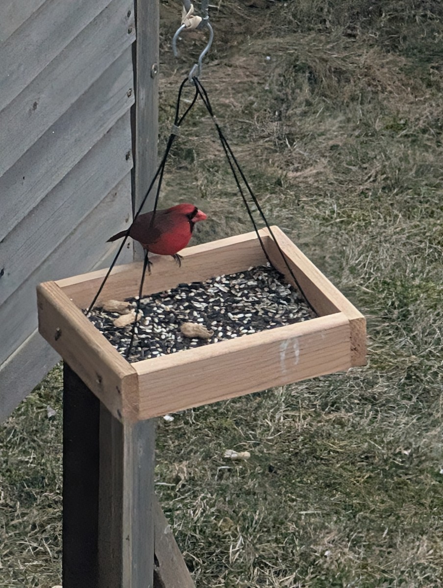 Northern Cardinal - ML633152142