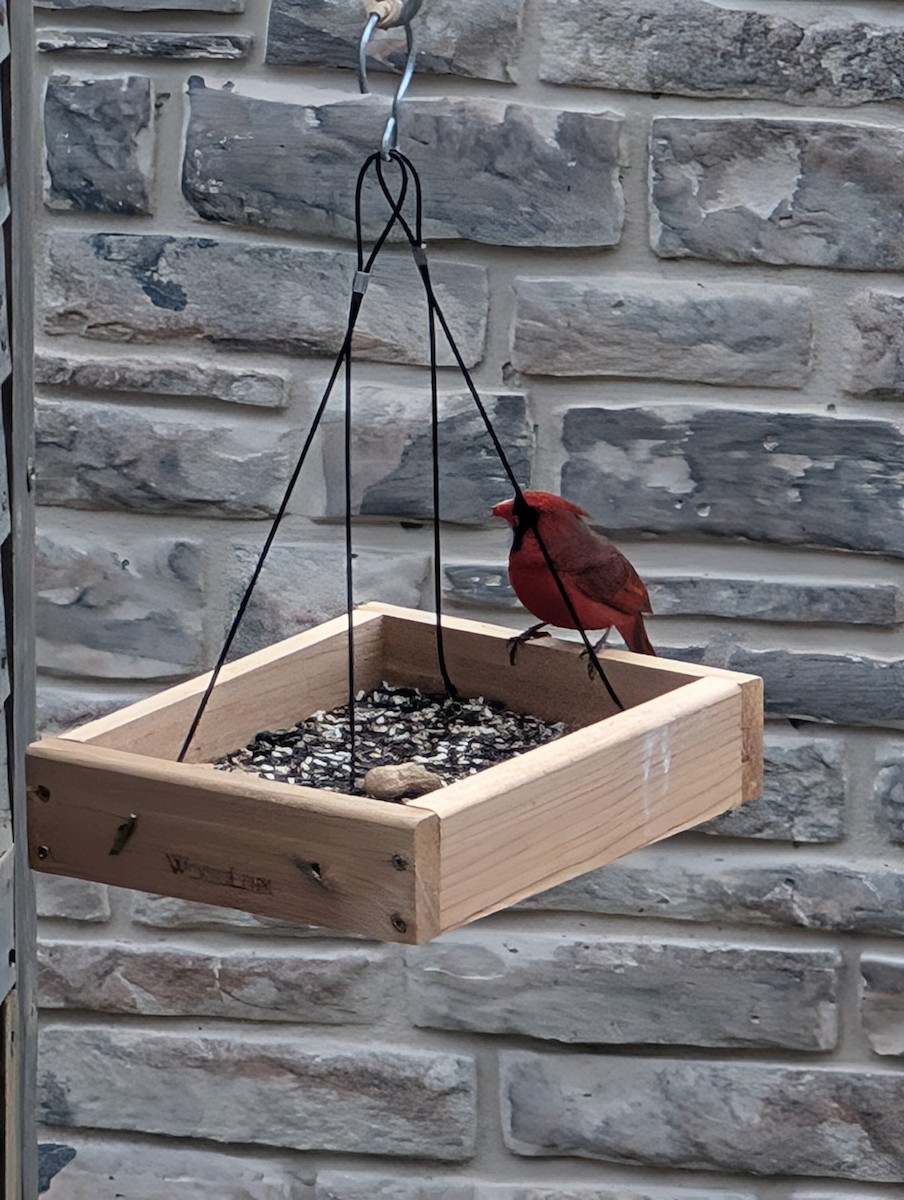 Northern Cardinal - ML633152143