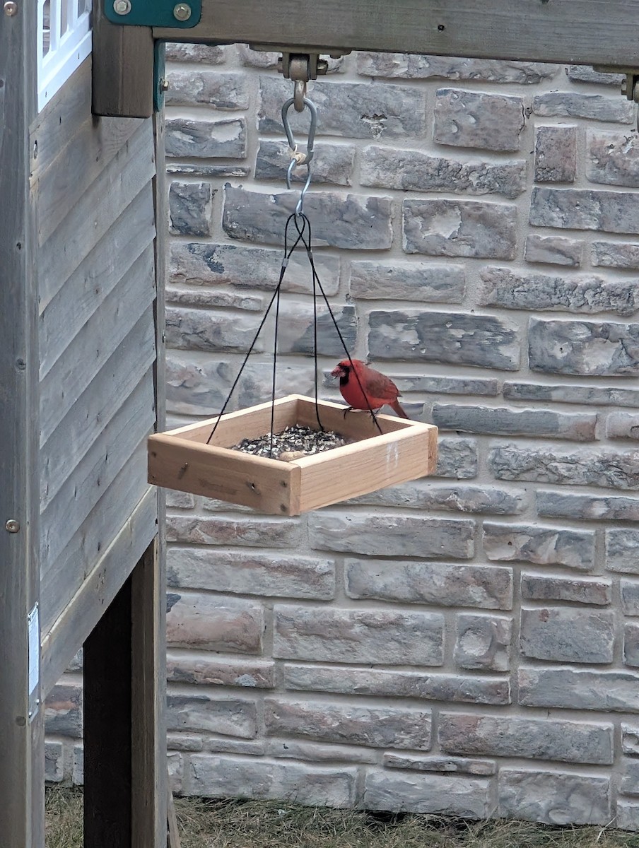 Northern Cardinal - ML633152144