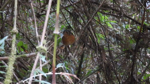 Slate-crowned Antpitta - ML633152496