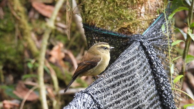 Yellow-bellied Chat-Tyrant - ML633152502