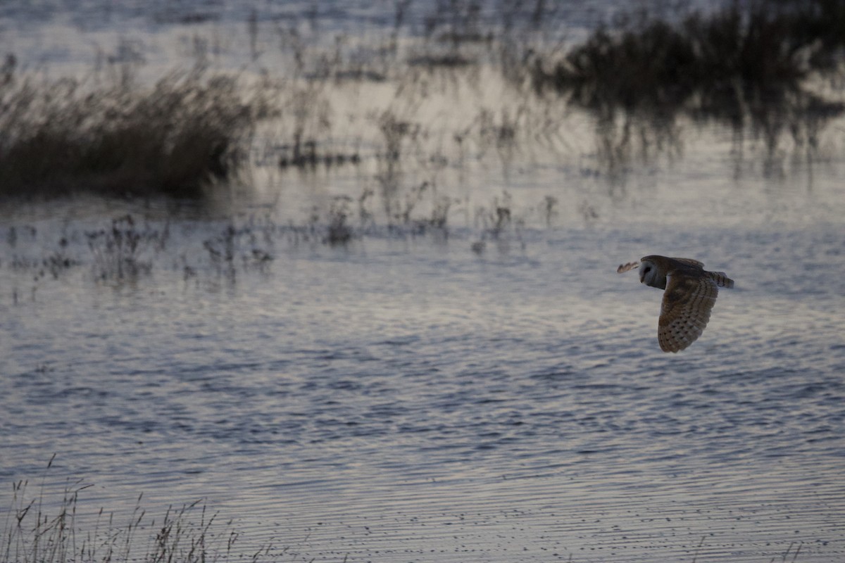 Western Barn Owl - ML633152506