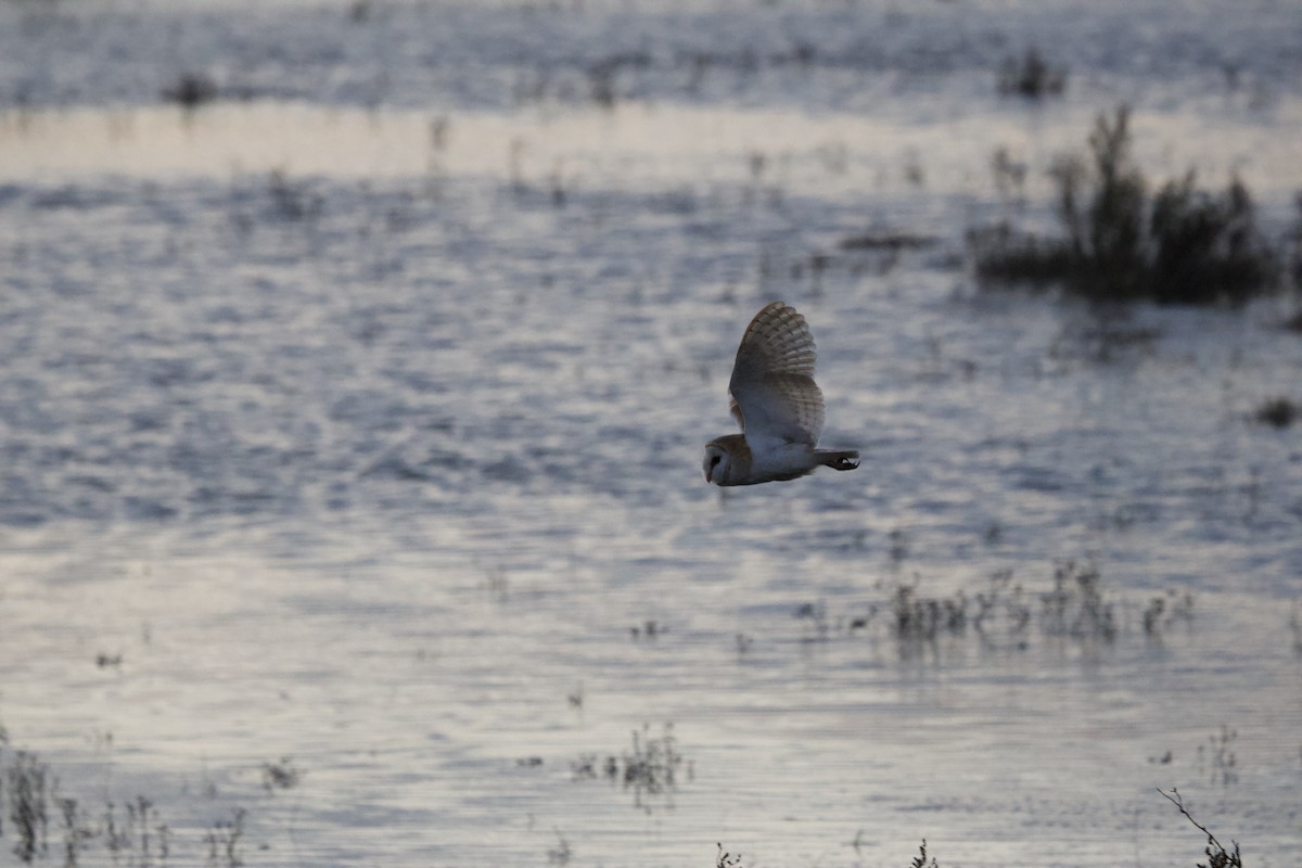 Western Barn Owl - ML633152507