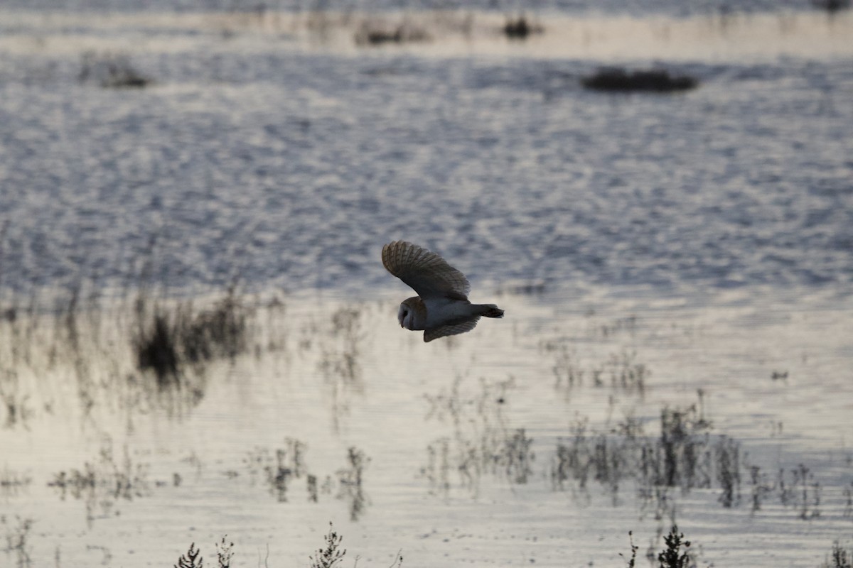 Western Barn Owl - ML633152508